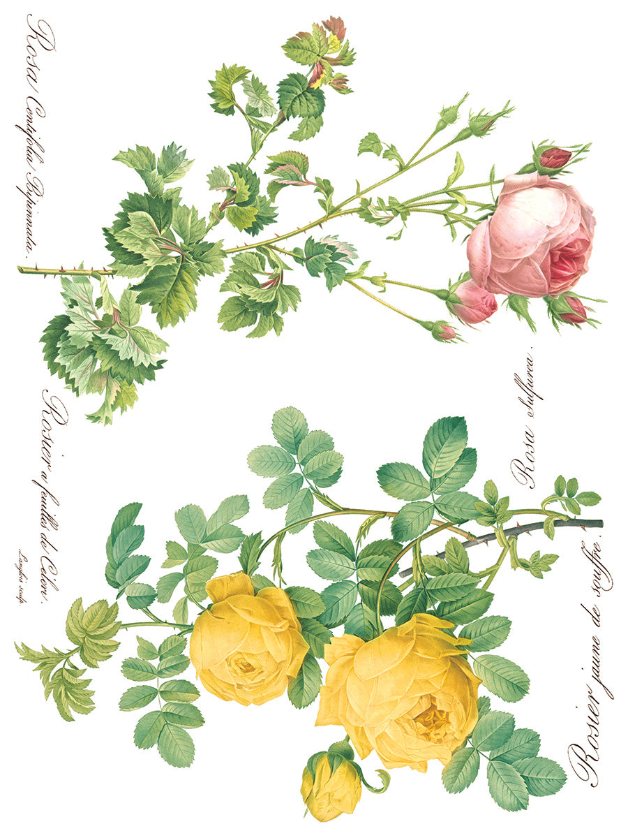 Iron Orchid Designs - Rose Botanical - Furniture Decor Transfer Pad