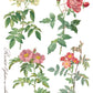 Iron Orchid Designs - Rose Botanical - Furniture Decor Transfer Pad