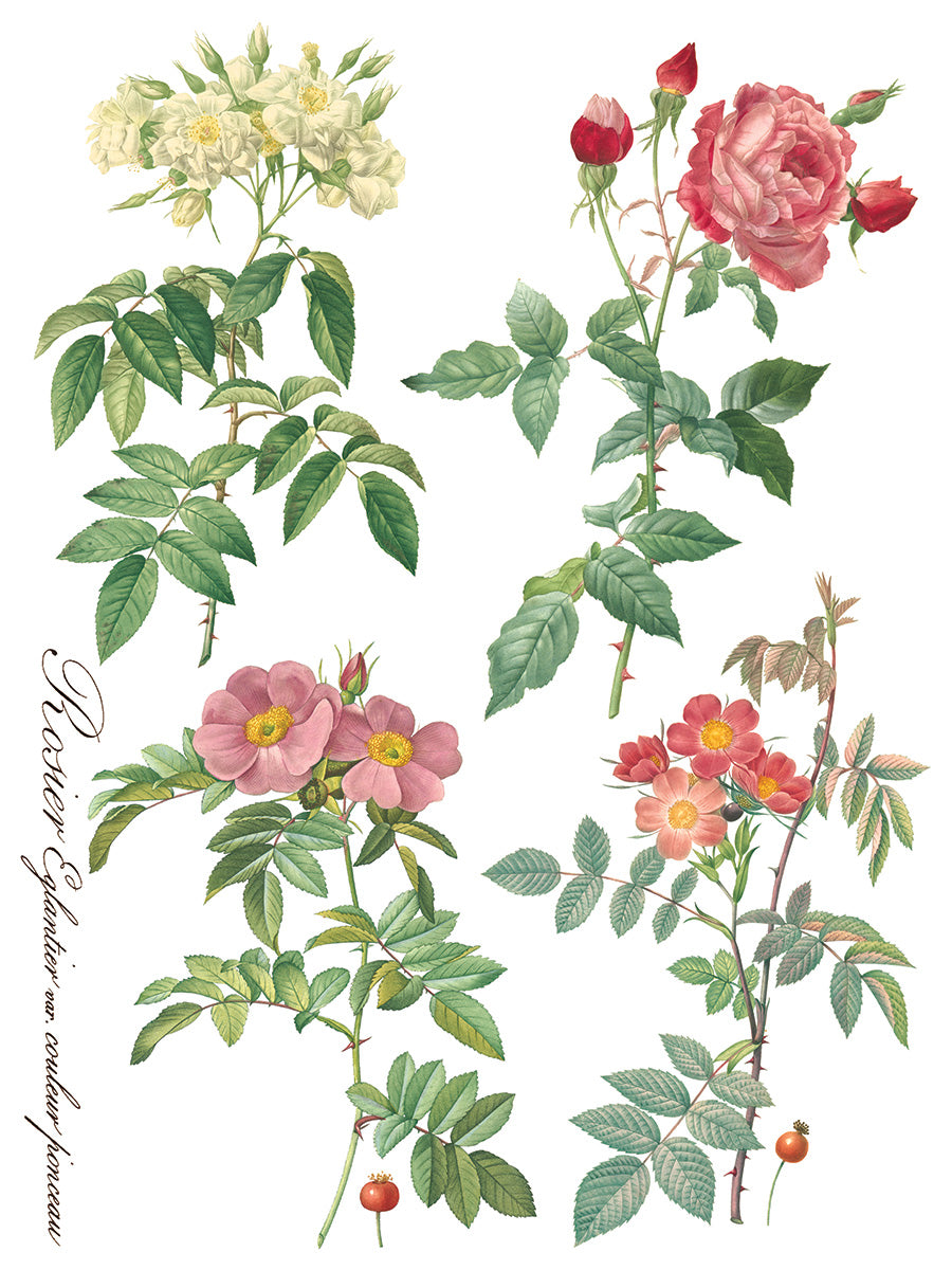 Iron Orchid Designs - Rose Botanical - Furniture Decor Transfer Pad