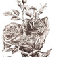 Posy of light brown roses sheet two from iron Orchid Designs May's Roses