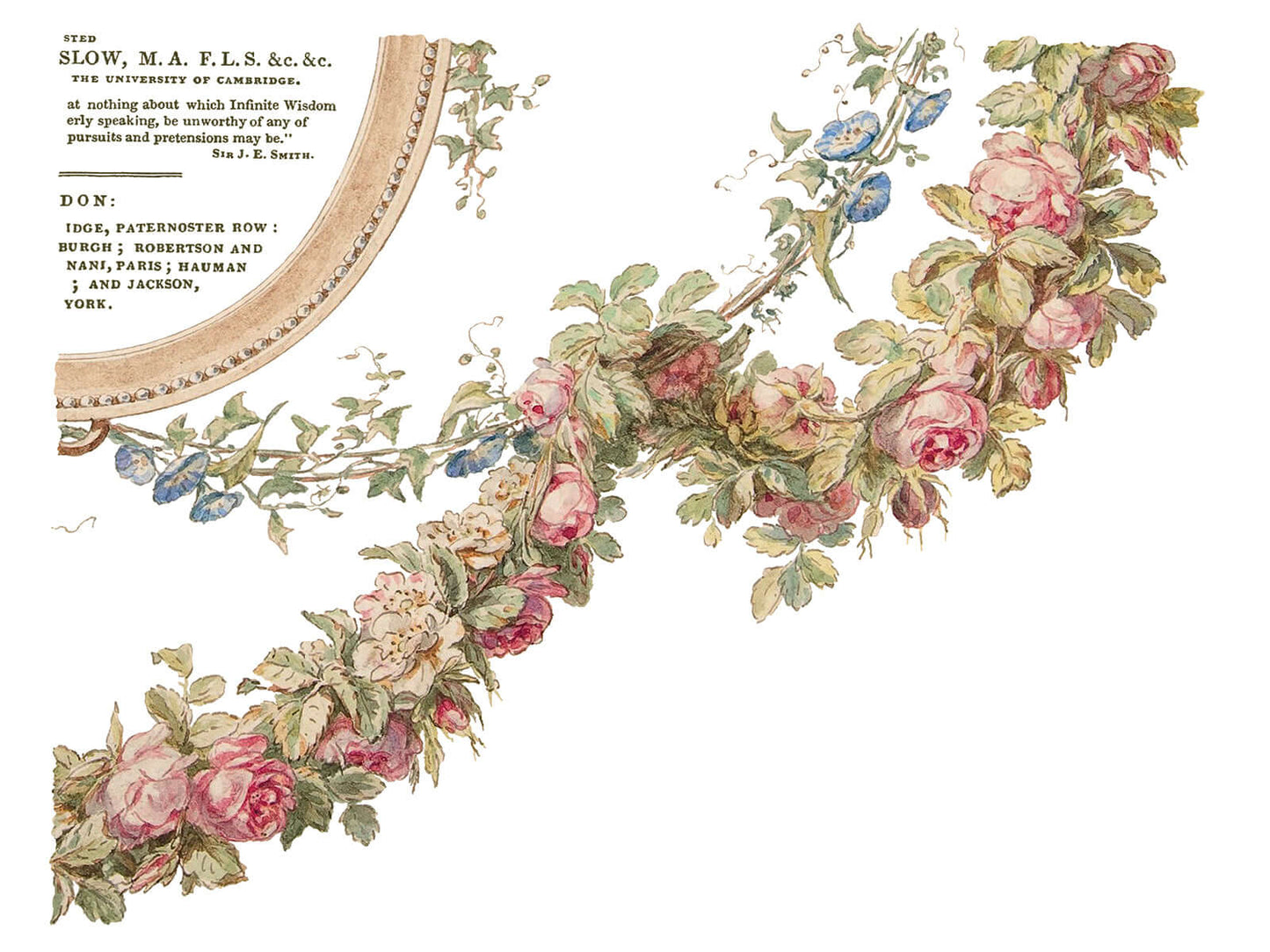 Iron Orchid Designs The Botanist Transfer sheet four