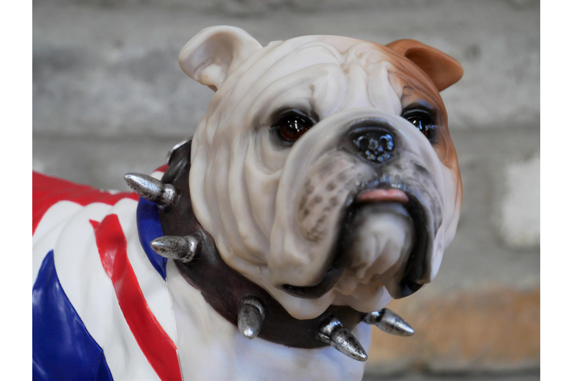 Standing British Bulldog