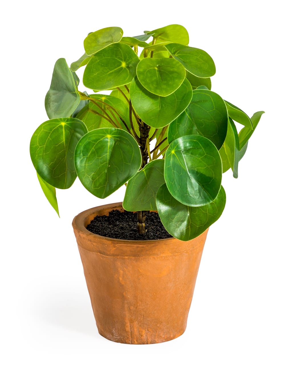 Ornamental Pilea / Money Plant In Terracotta Pot