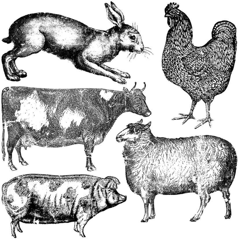 Rabbit, cockerel, cow, sheep and pig on Iron Orchid Designs 12" x 12" Farm Animals Decor Stamp