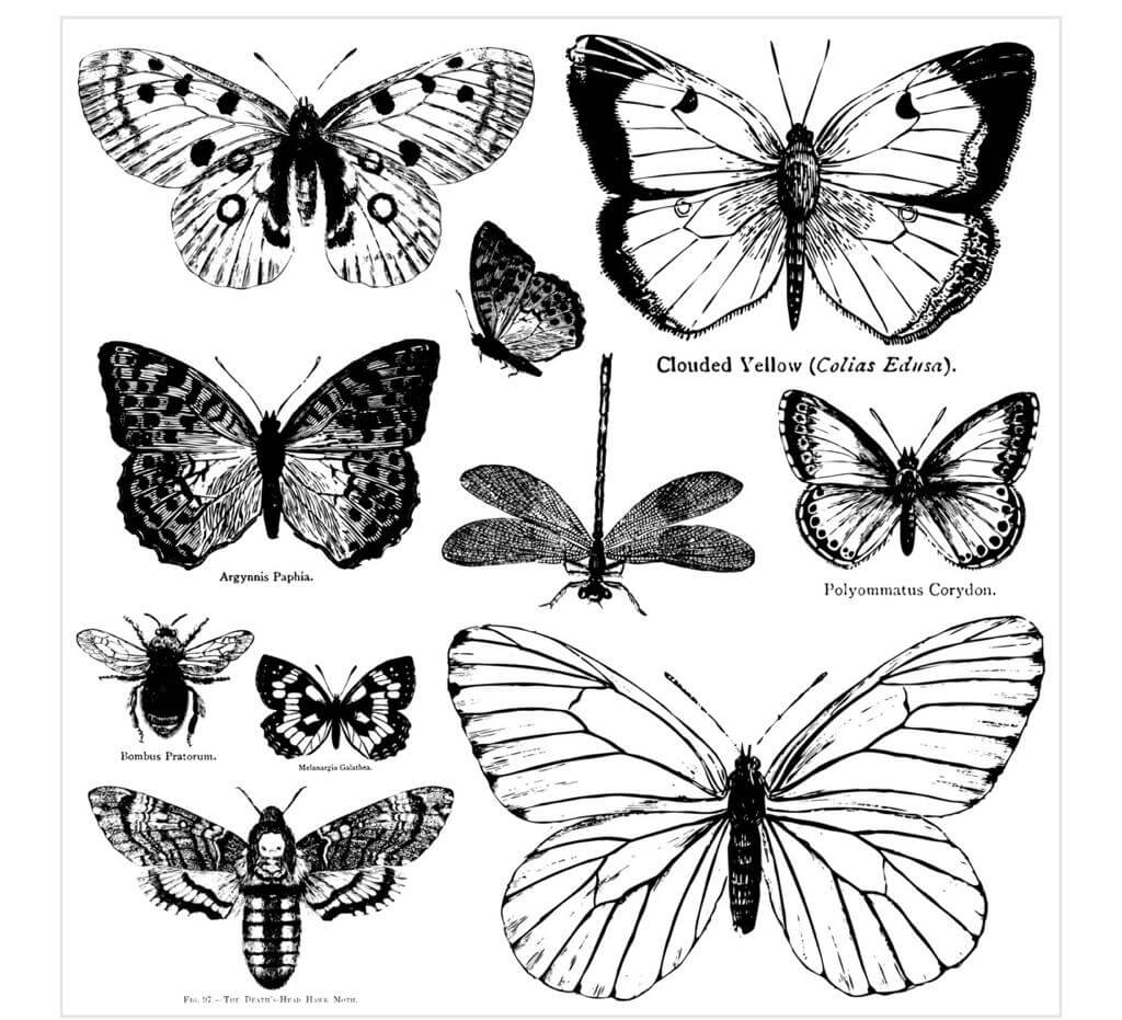 Sheet of ten butterflies on Iron Orchid Designs 12" x 12" Butterflies stamp